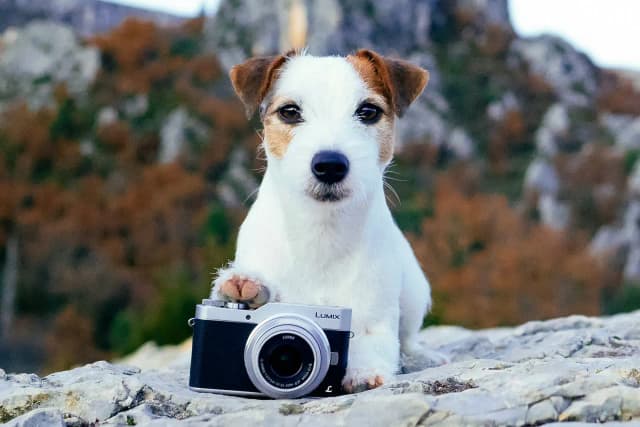 Test aparatu Lumix GX800: Funkcje, opinie, szczegółowe recenzje Test aparatu Lumix GX800: Funkcje, opinie, szczegółowe recenzje