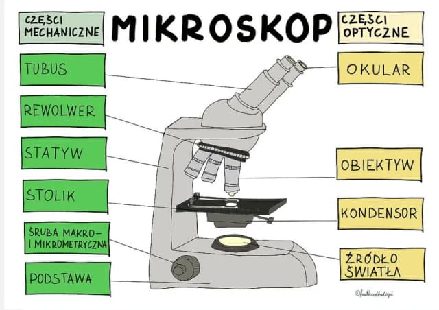 Obiektyw w mikroskopie: najważniejszy element do obserwacji preparatów Obiektyw w mikroskopie: najważniejszy element do obserwacji preparatów