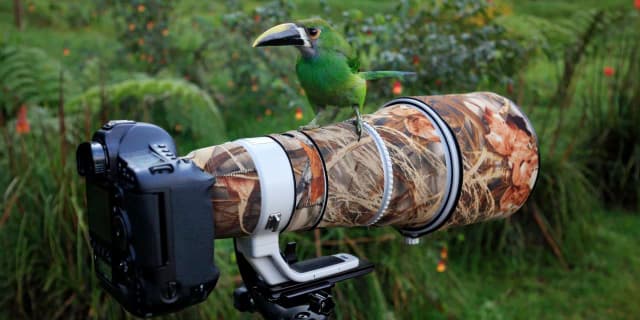 Jaki obiektyw do fotografii zwierząt wybrać: najlepsze modele i porady Jaki obiektyw do fotografii zwierząt wybrać: najlepsze modele i porady